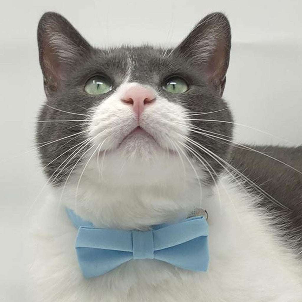 Pet Collar -  Baby Blue