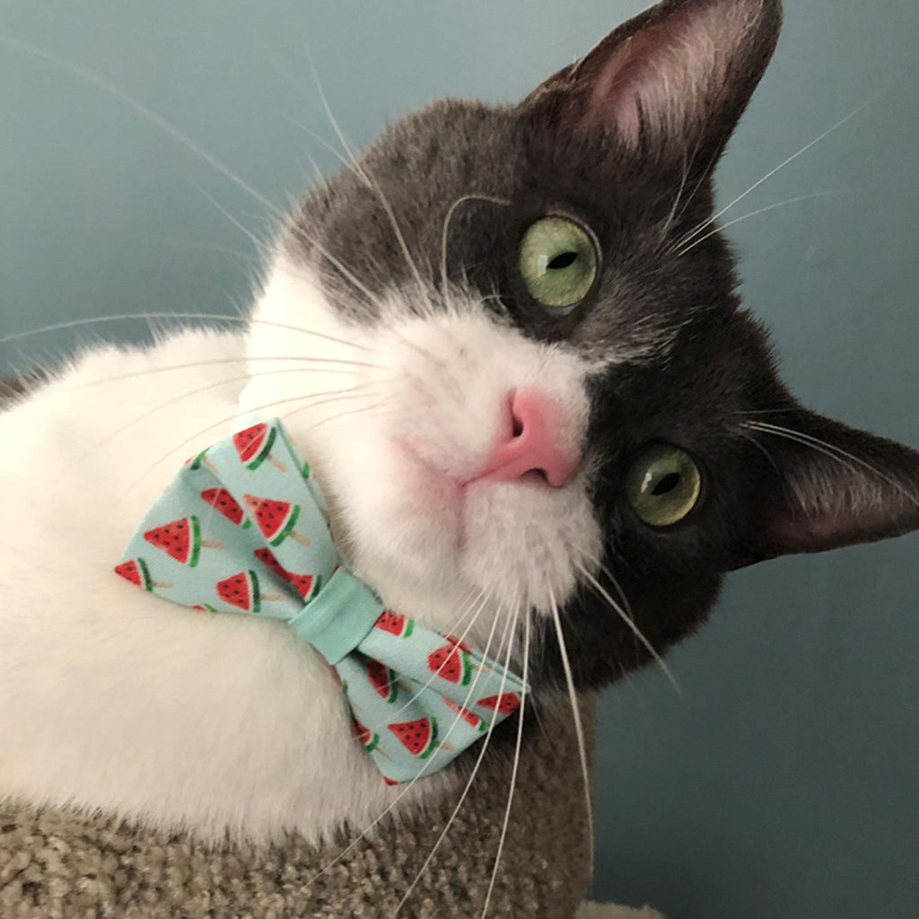 Pet Collar -  Watermelon Pops